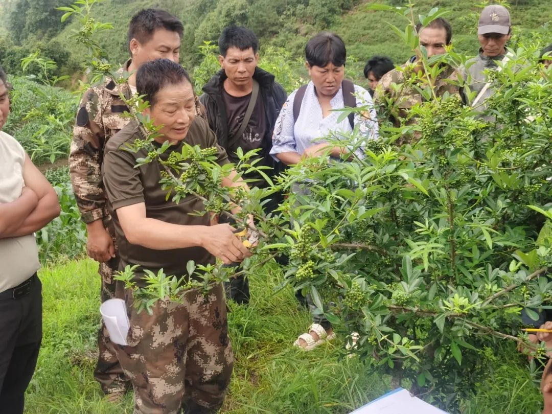 圖片